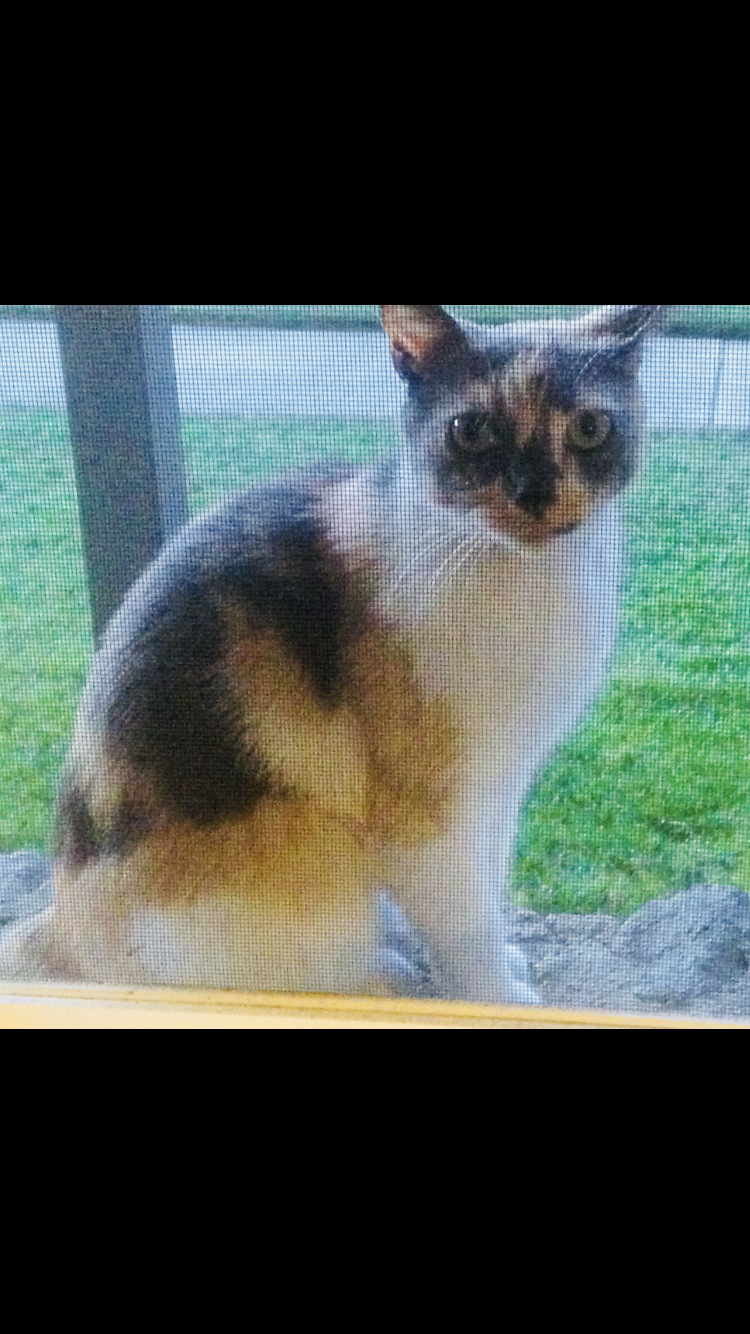 Image of Chessy, Lost Cat