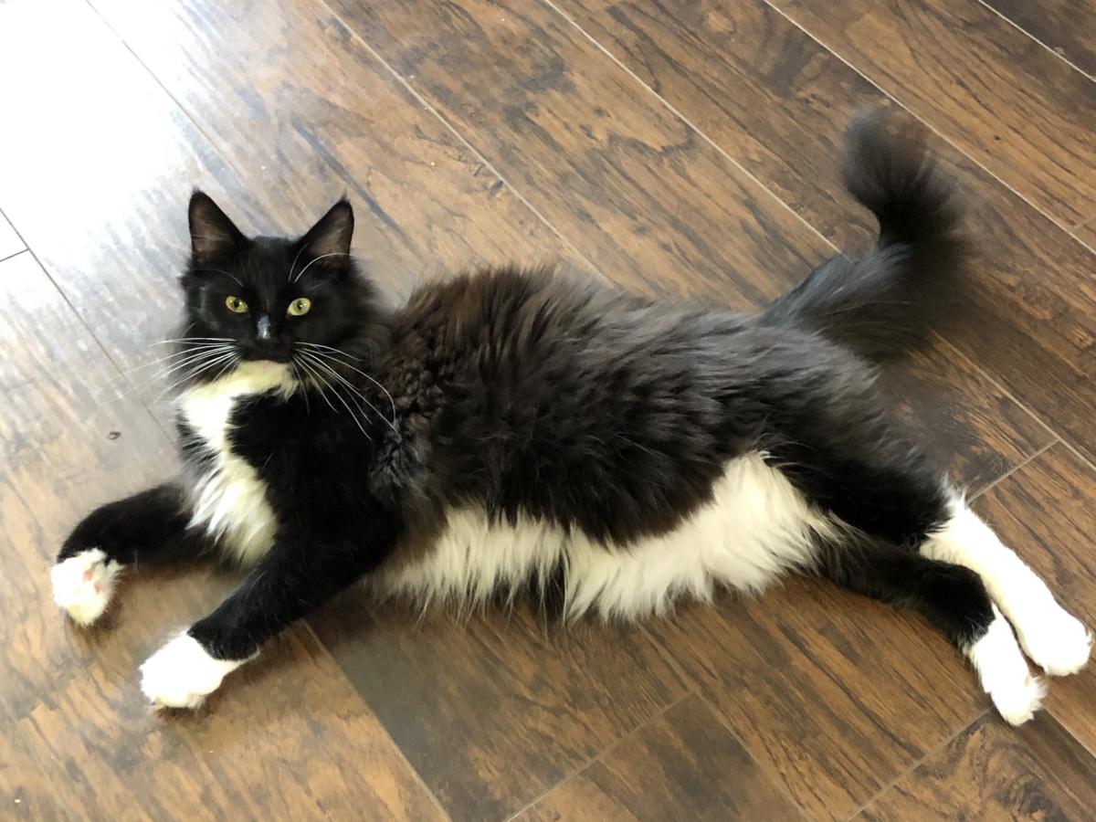 Tuxedo Maine Coon Facts, Origin History (With Pictures)