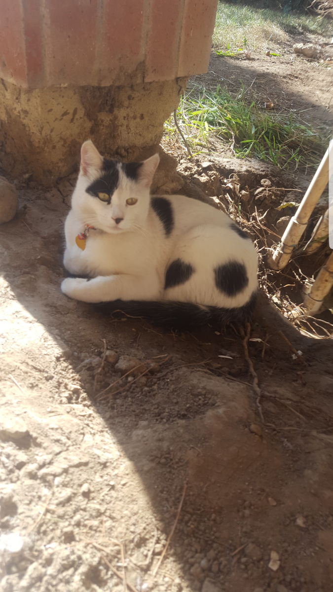 Lost Cat Domestic Short Hair in RIVERSIDE, CA Lost My Kitty