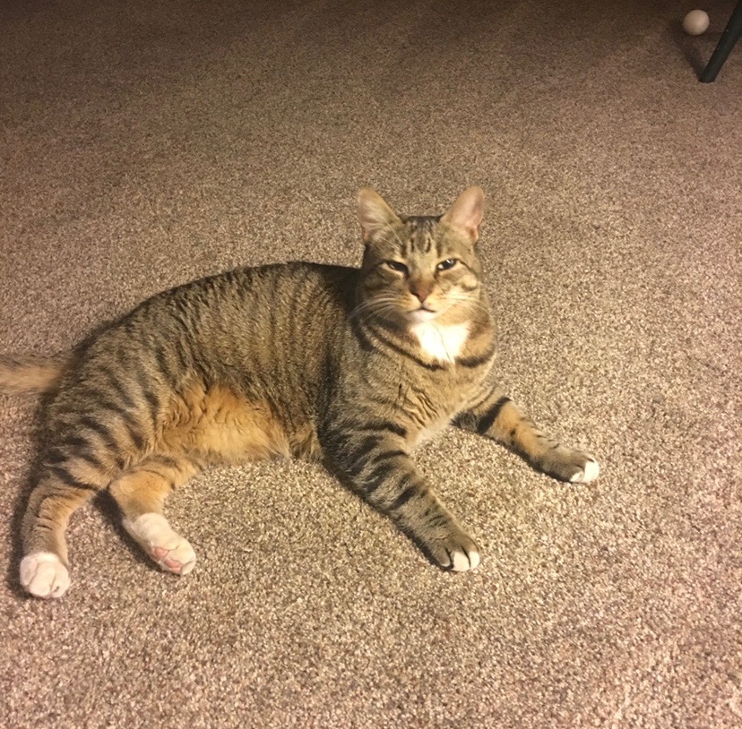 Image of Chico, Lost Cat