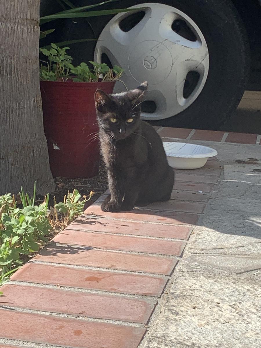 Image of kitty, Lost Cat