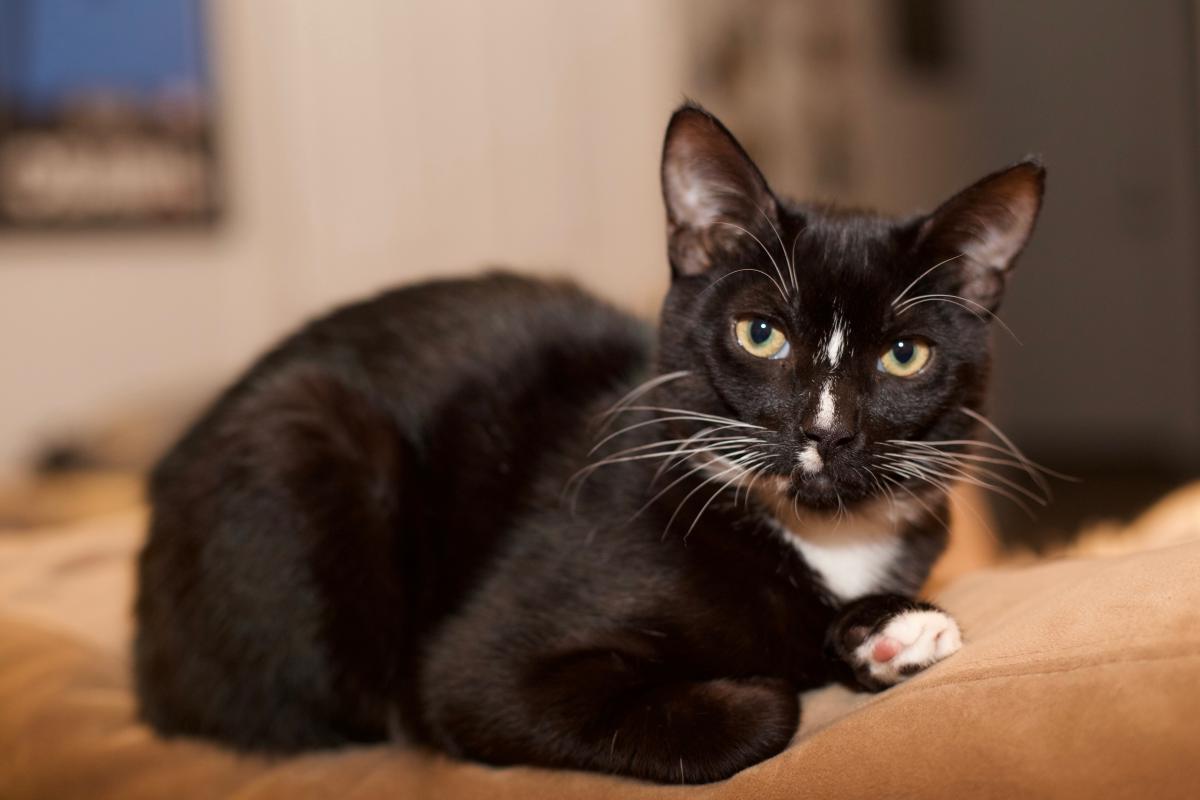 Lost Cat Domestic Short Hair in LOS ANGELES, CA - Lost My ...