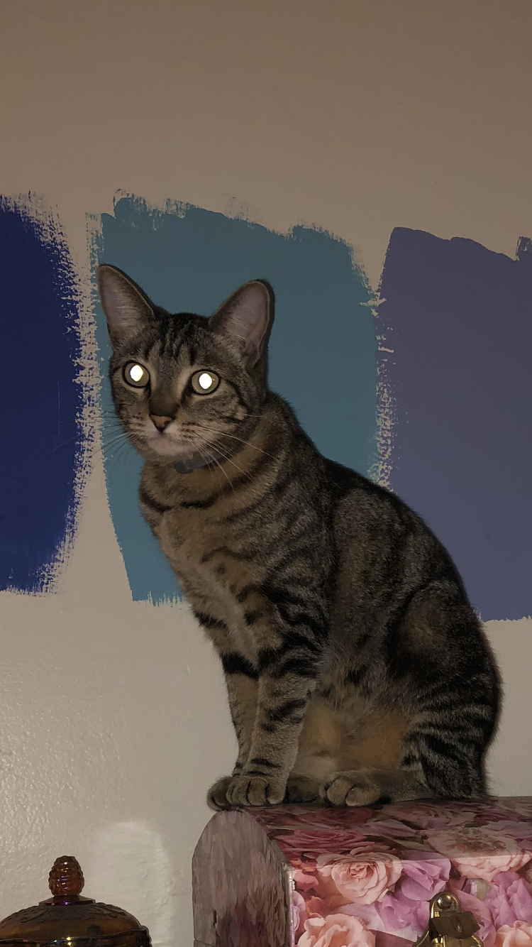 Image of Belladonna, Lost Cat