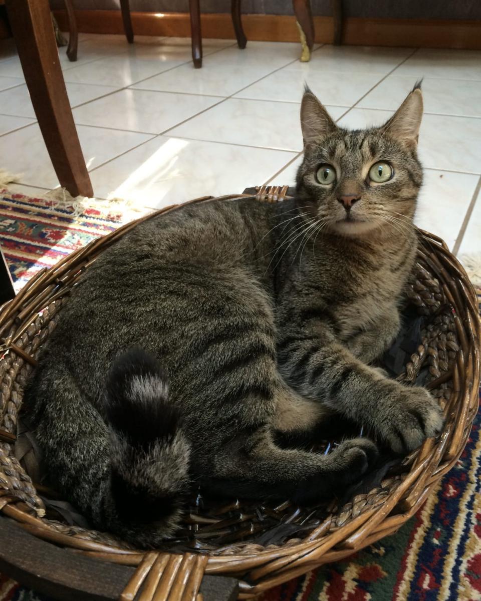 Lost Cat Domestic Short Hair in TEANECK, NJ Lost My Kitty