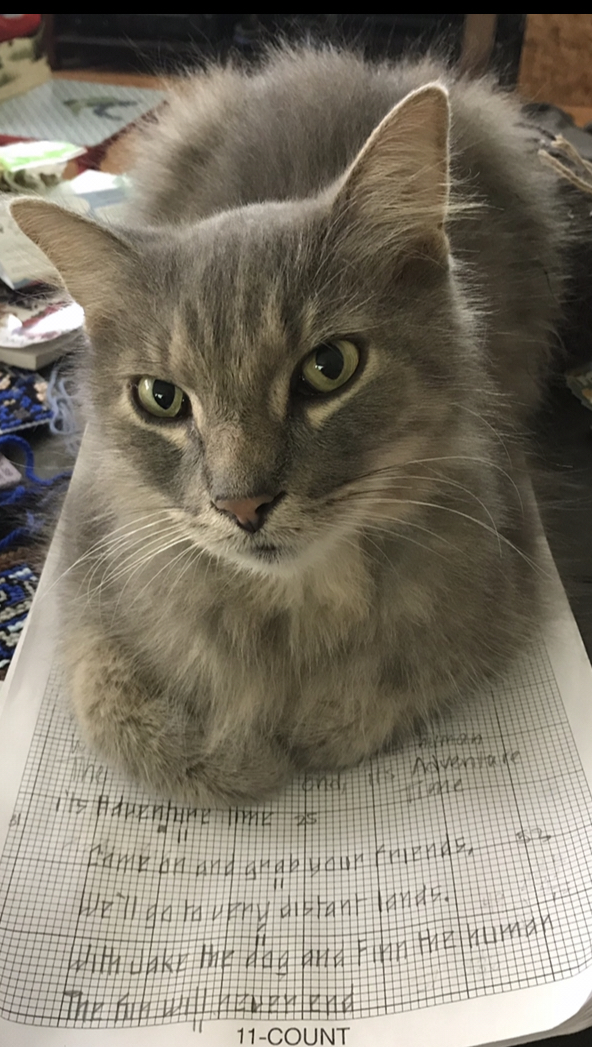 Lost Cat Domestic Long Hair In MUNCIE IN Lost My Kitty lost-cat-domestic-long-hair-in-muncie-in-lost-my-kitty