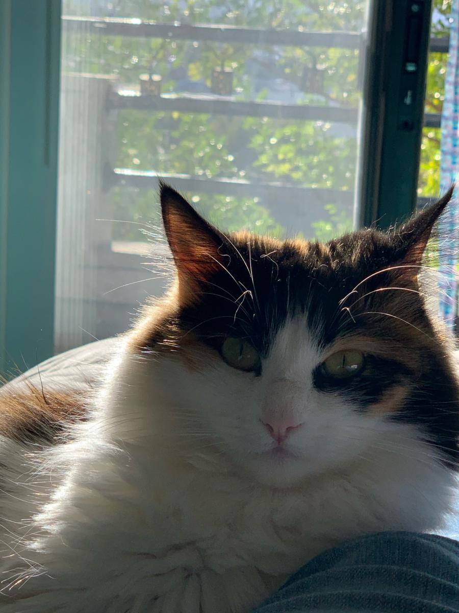 Lost Cat California Spangled Cat In San Diego Ca Lost My Kitty lost my kitty