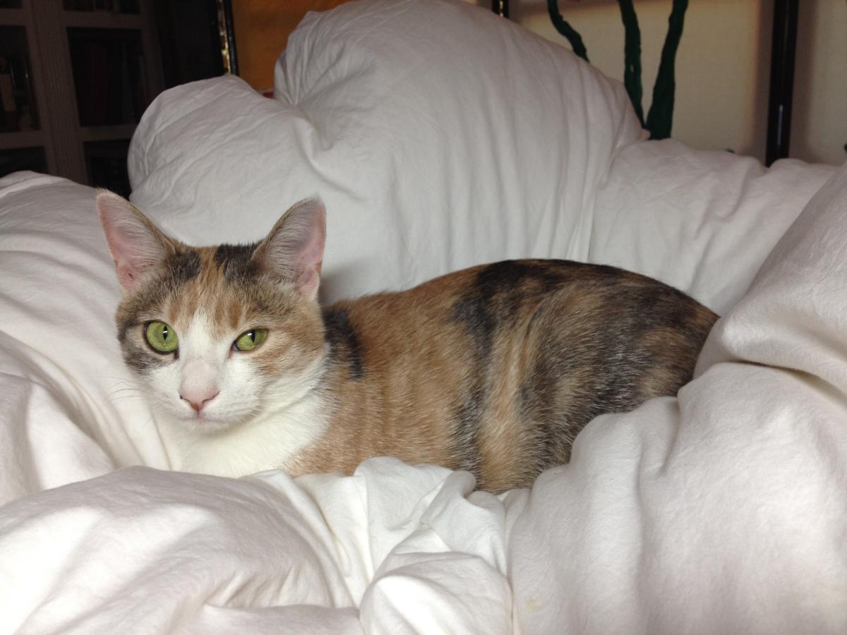 Image of Bitsy, Lost Cat