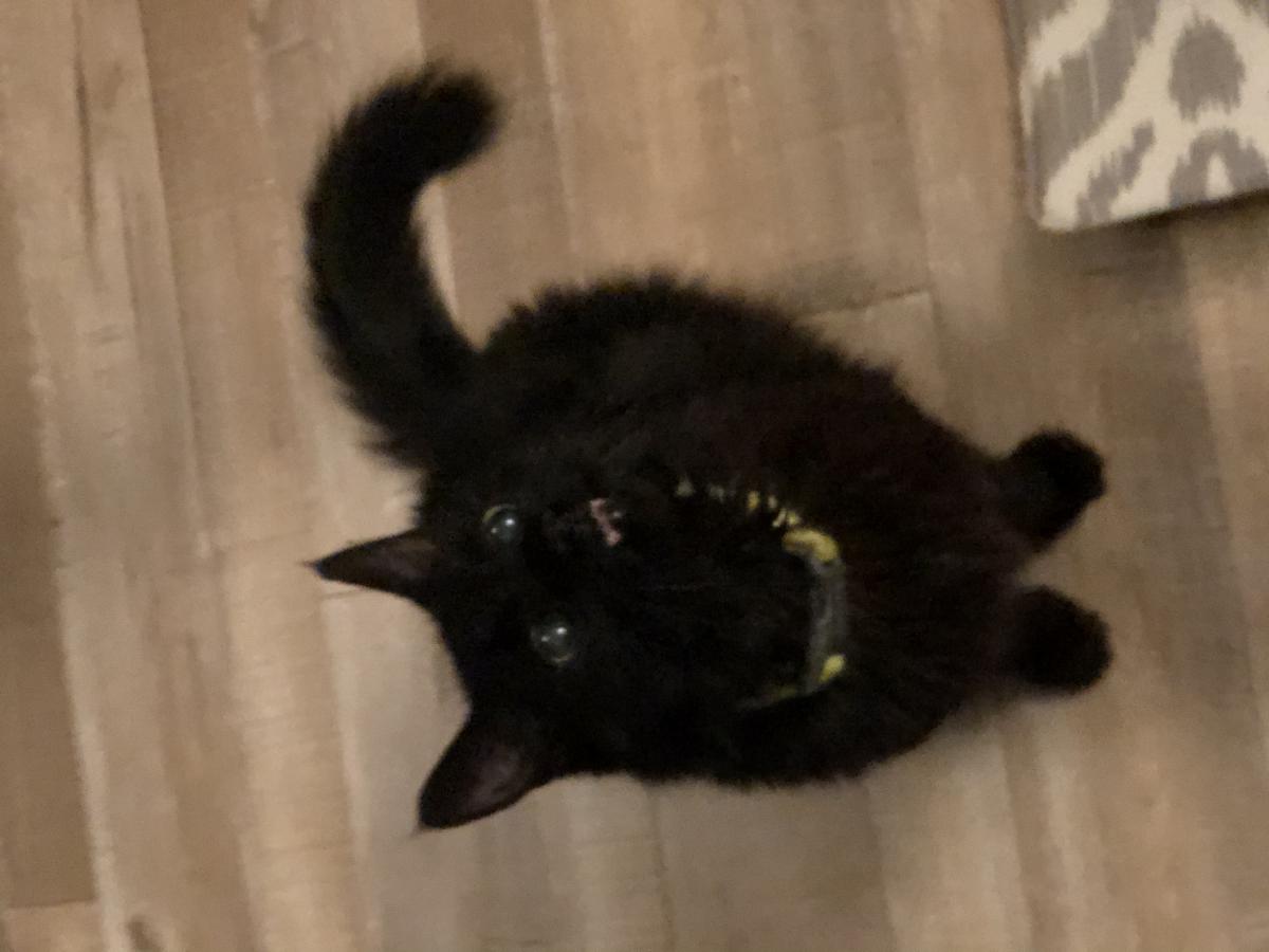Image of Chompers, Lost Cat