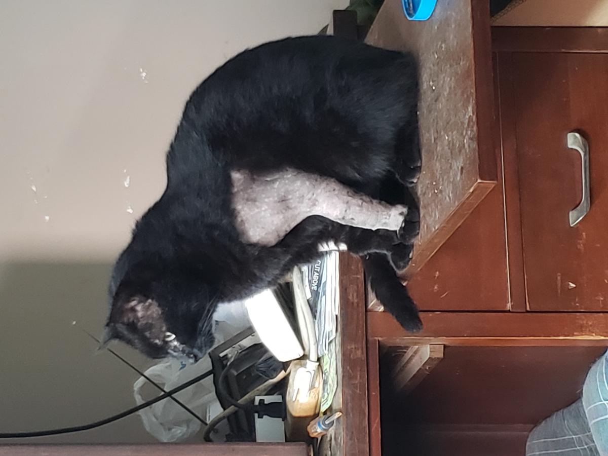 Image of goyoungi, Lost Cat