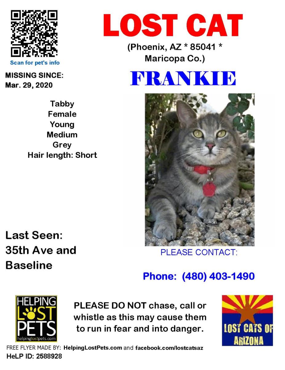 Image of Frankie Falls, Lost Cat