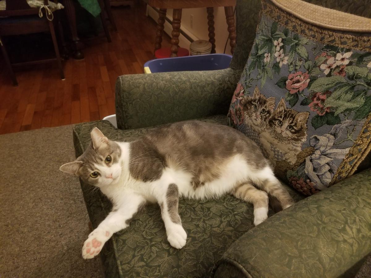 Lost Cat American Shorthair in KALAMAZOO, MI Lost My Kitty