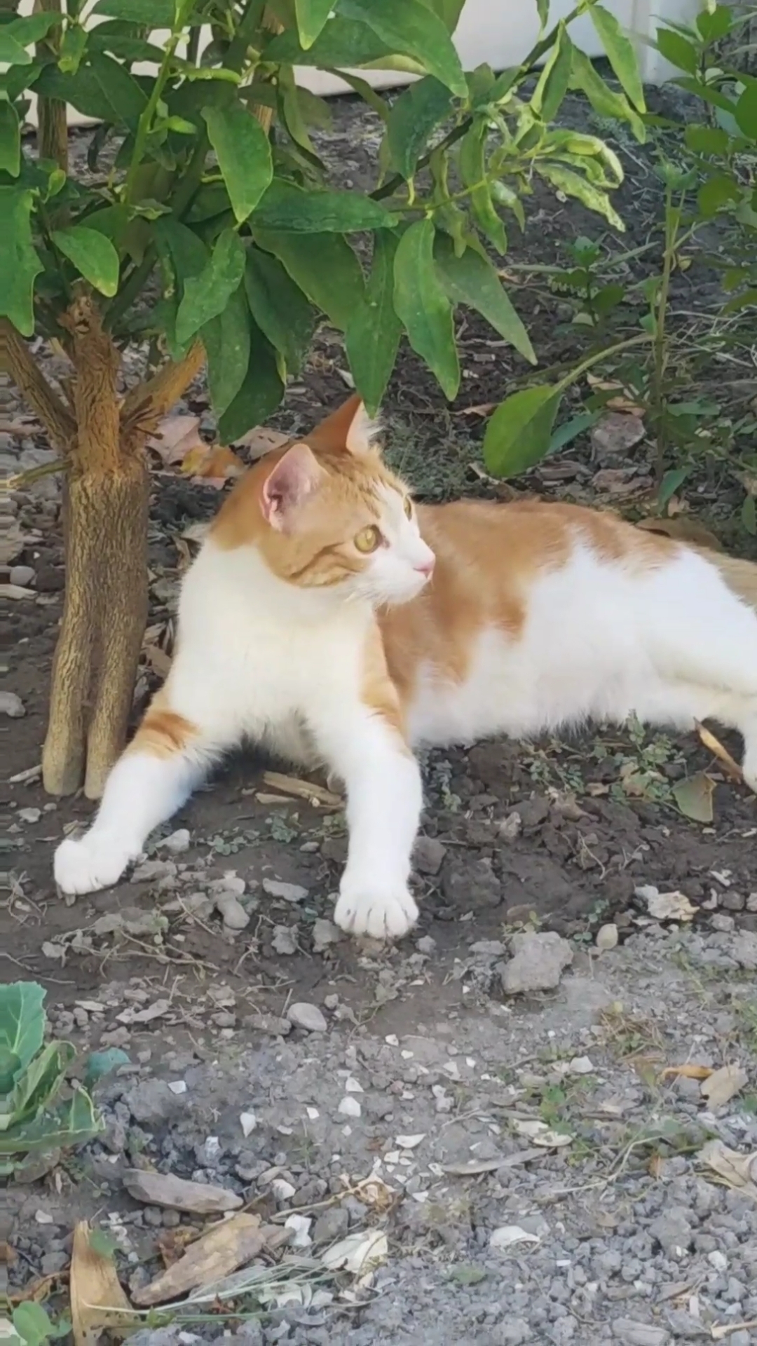 Lost Cat Domestic Medium Hair in RIVERSIDE, CA Lost My Kitty