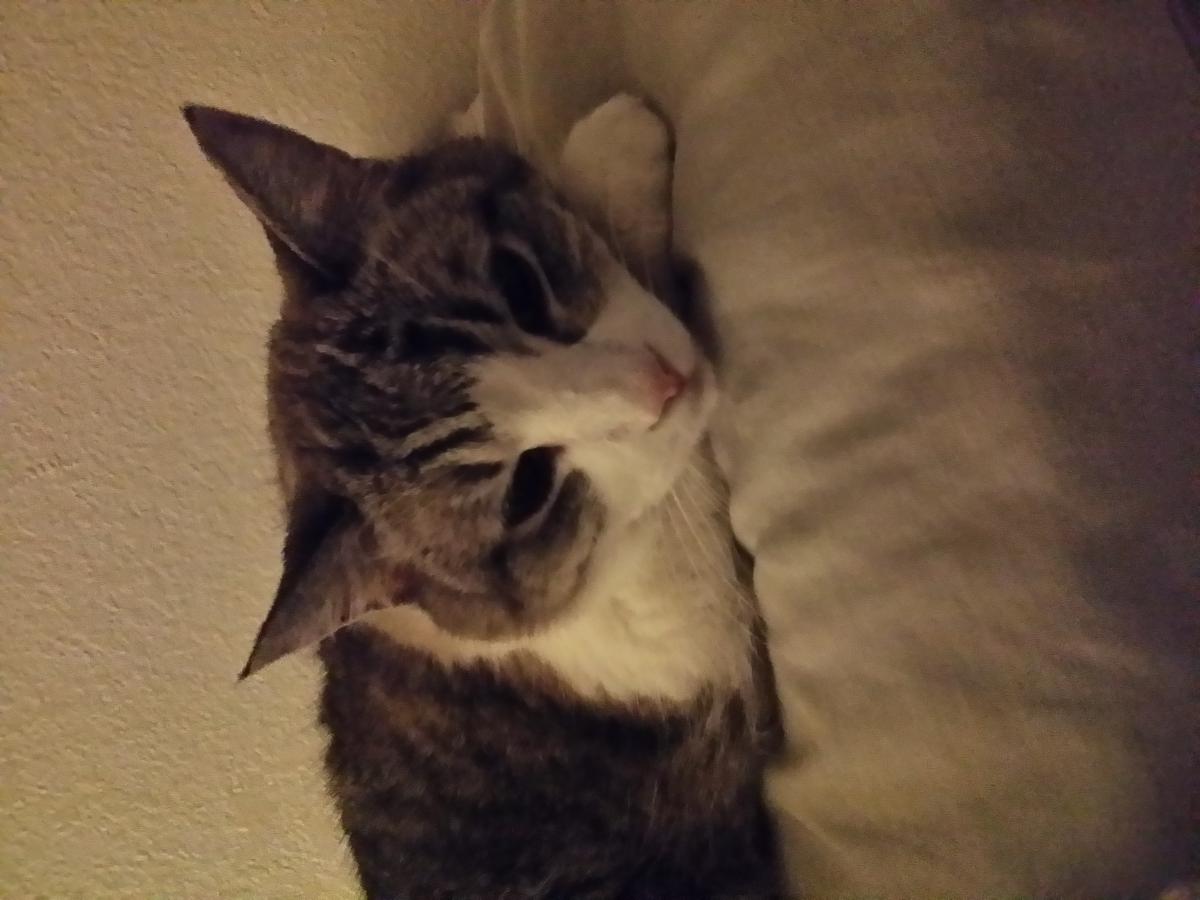 Image of Lily, Lost Cat