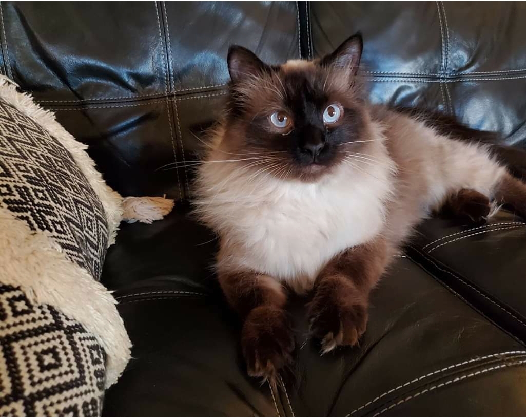 Lost Cat Siamese in CANTON, OH Lost My Kitty