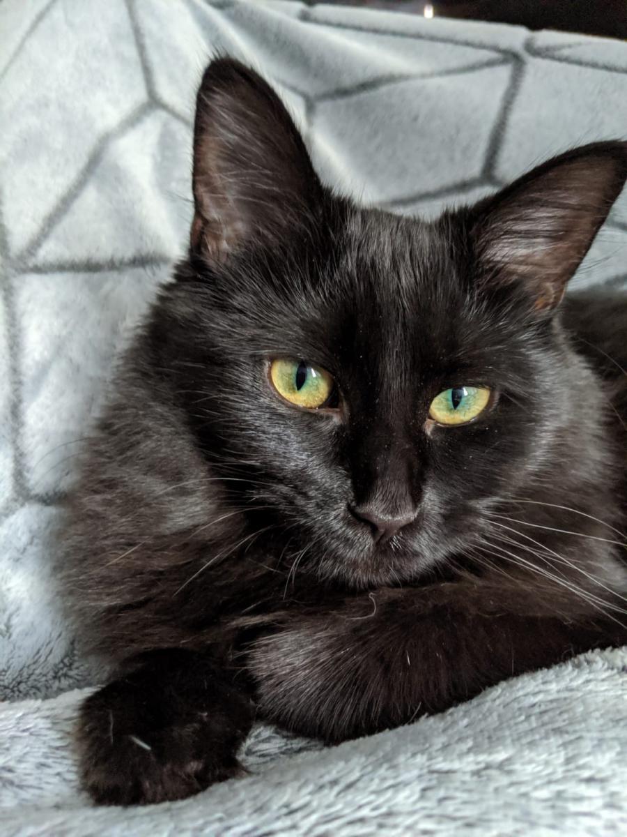 Lost Cat Domestic Long Hair in DEARBORN HEIGHTS, MI Lost My Kitty