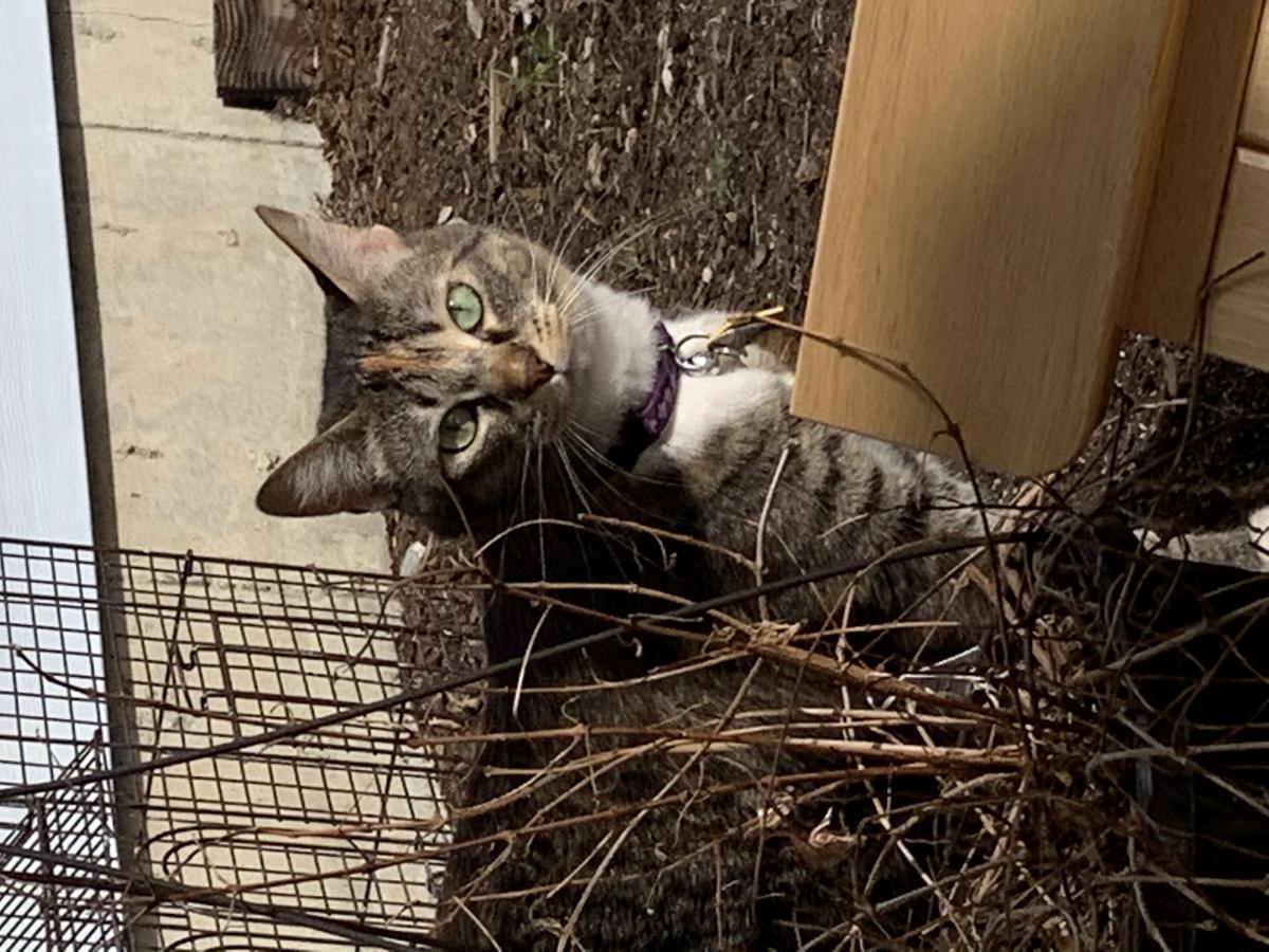 Lost Cat Ocicat in SPOKANE, WA Lost My Kitty