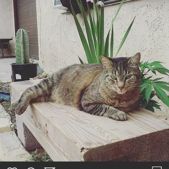 Image of Thumper, Lost Cat