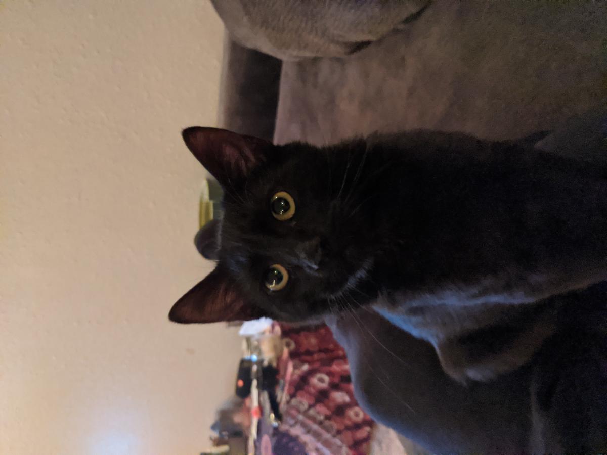 Image of Blackie Chan, Lost Cat