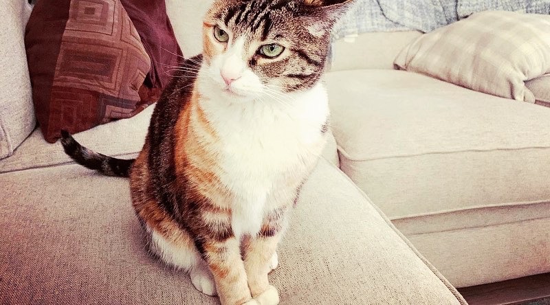 Image of Elsie “SheShe”, Lost Cat