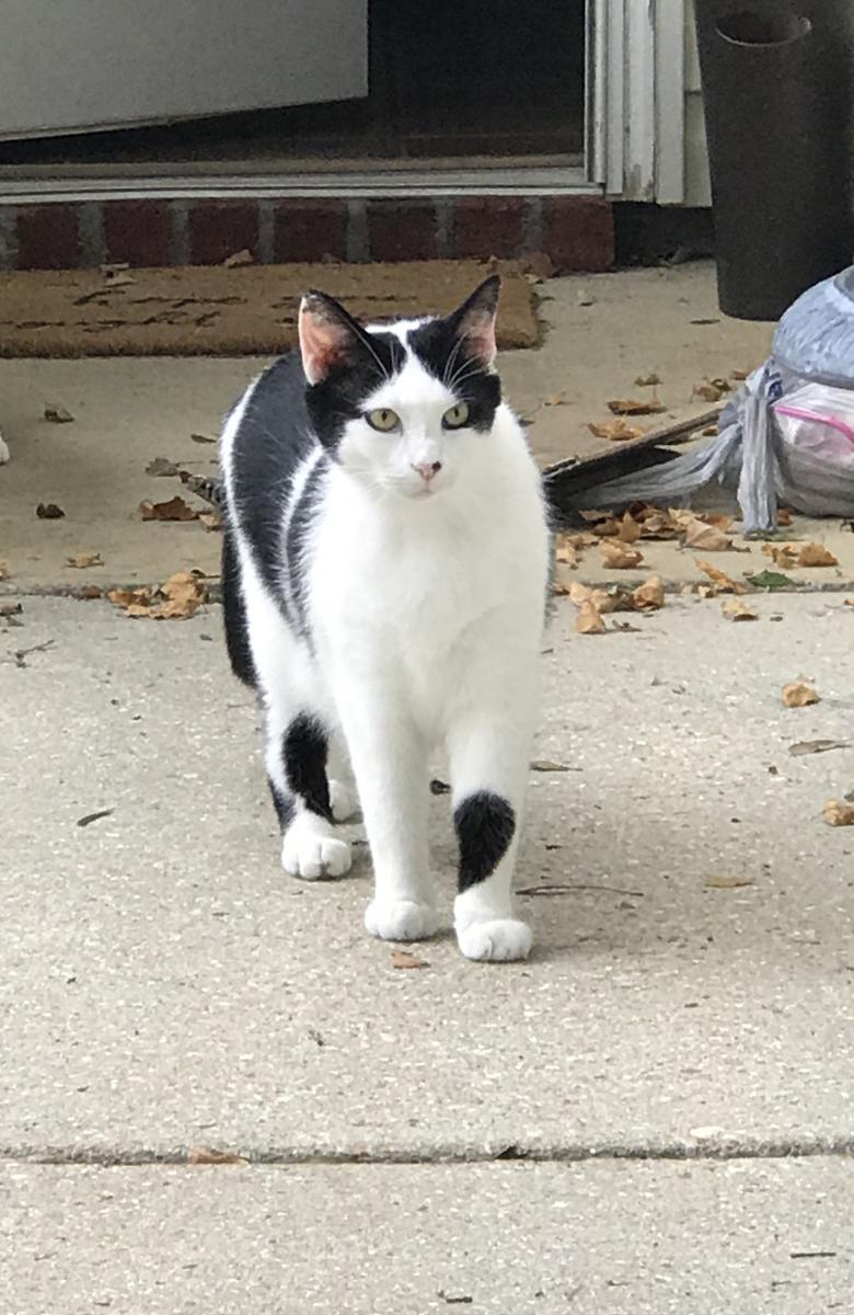 Image of Keeper, Lost Cat