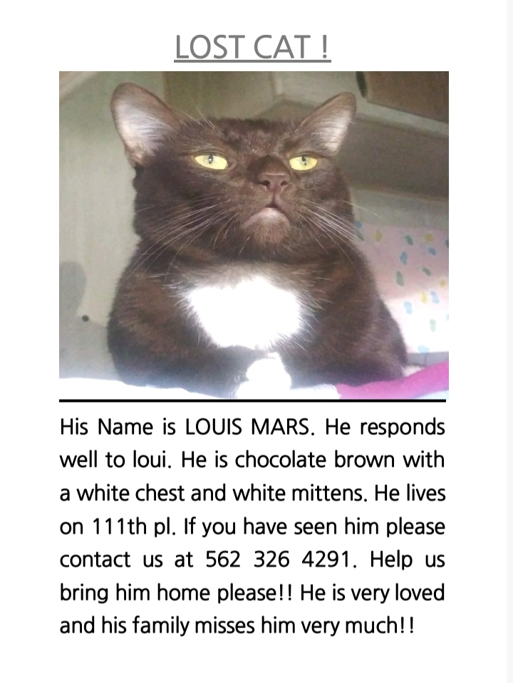 Image of Louis Mars, Lost Cat