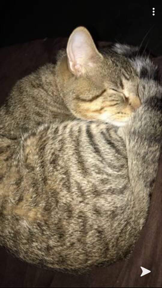 Lost Cat Unknown In ASBURY PARK NJ Lost My Kitty lost-cat-unknown-in-asbury-park-nj-lost-my-kitty