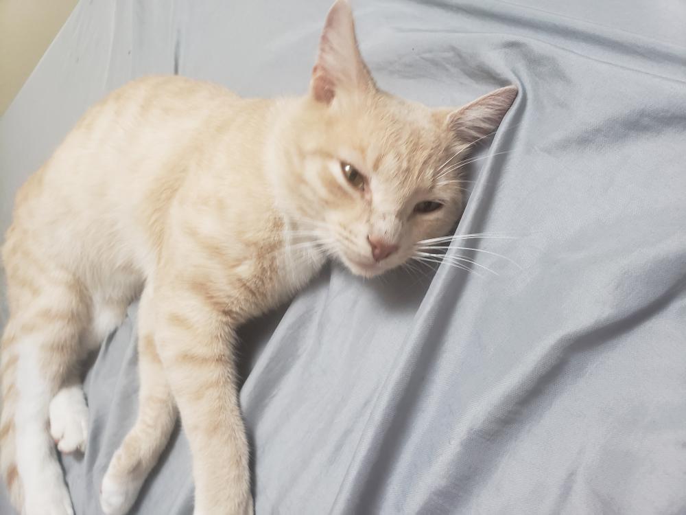 Image of Carl, Lost Cat