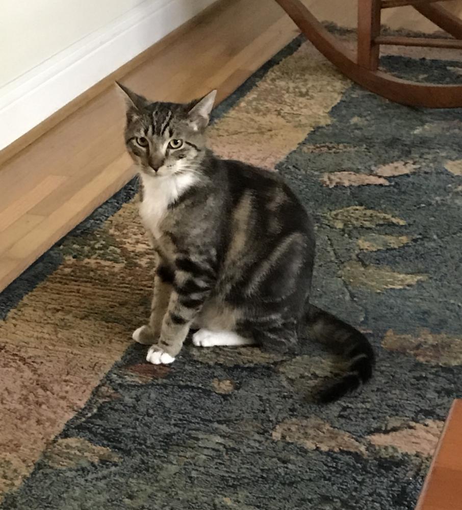 Image of Griffin, Lost Cat