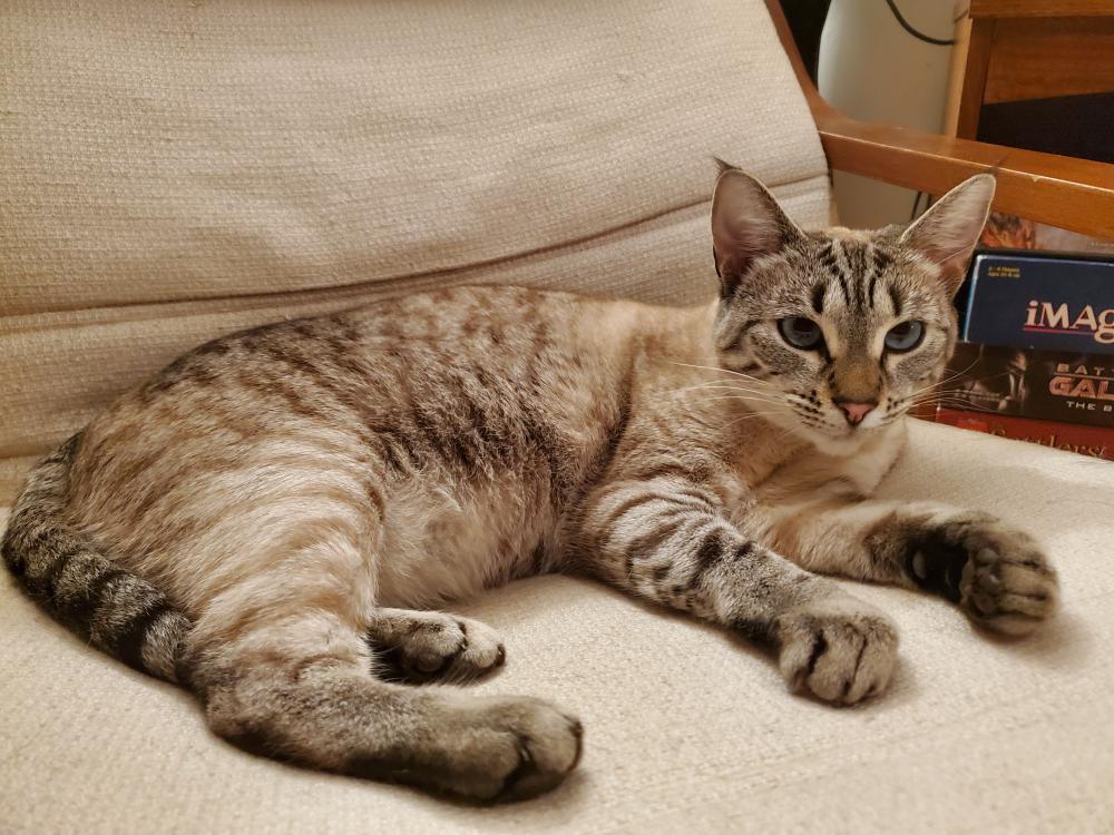 Lost Cat Lynx Point Siamese In Seattle Wa Lost My Kitty