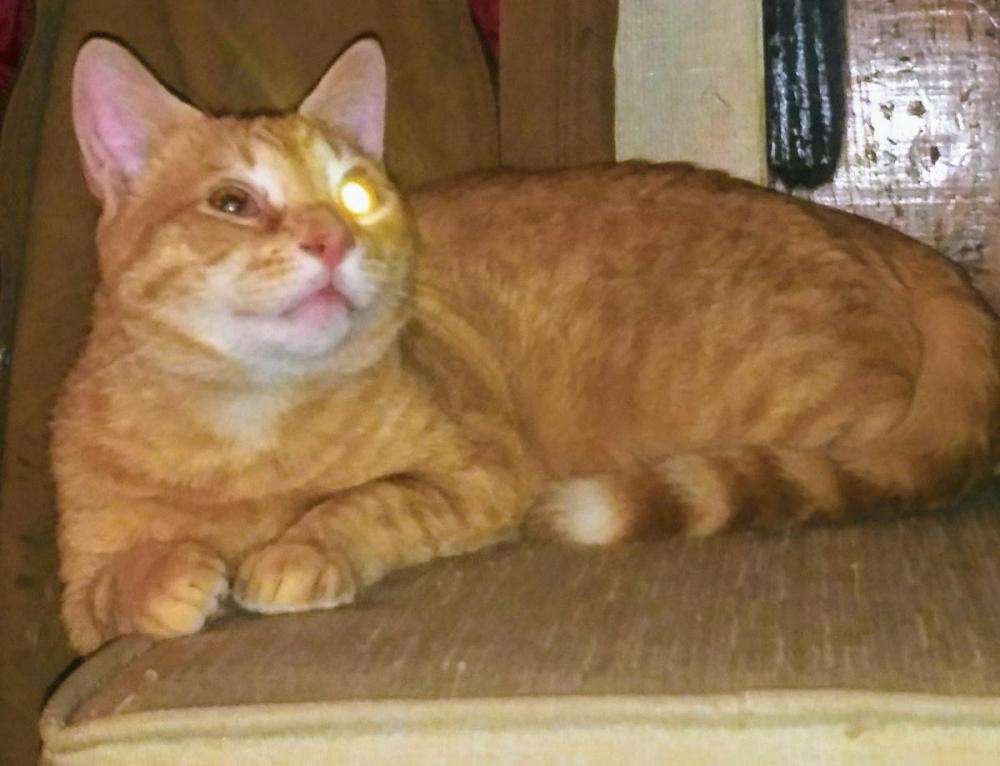 Lost Cat American Shorthair in SWANSEA, MA - Lost My Kitty