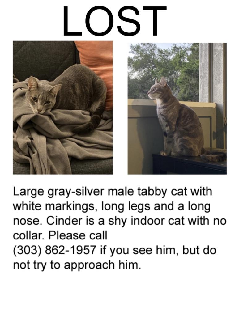 Image of Cinder, Lost Cat