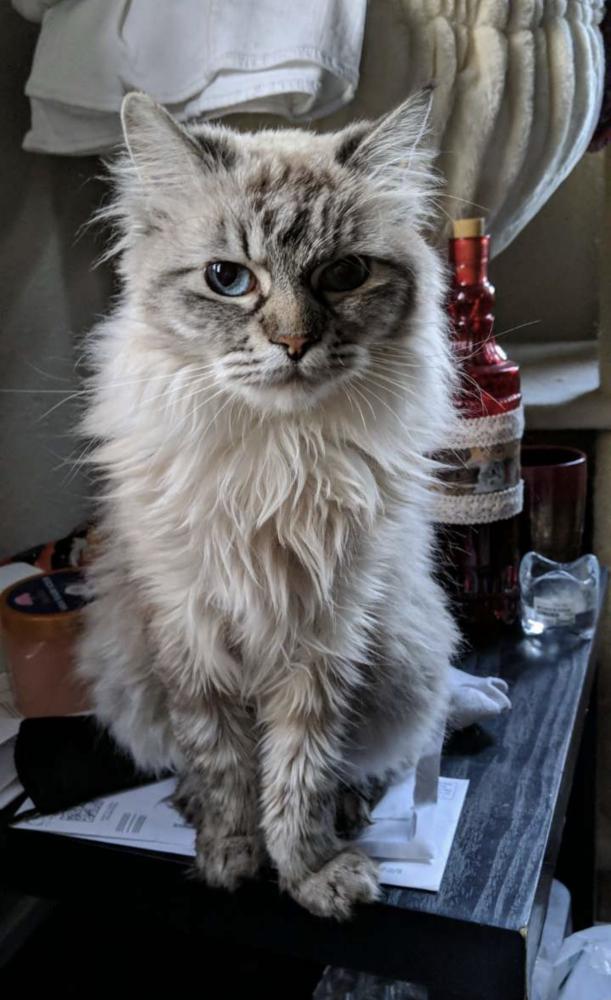 Image of Floofy, Lost Cat