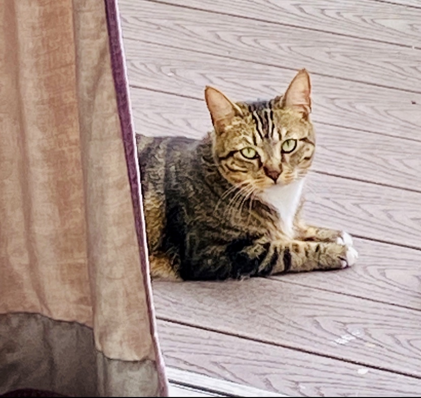 Image of Tabitha, Lost Cat