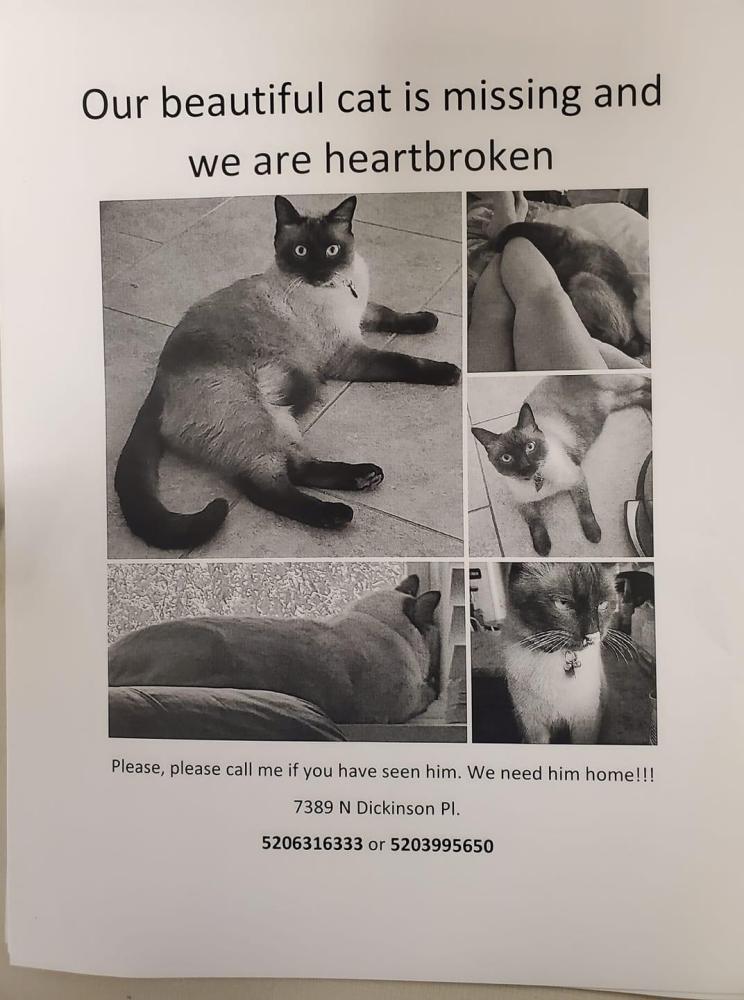 Image of Axel, Lost Cat