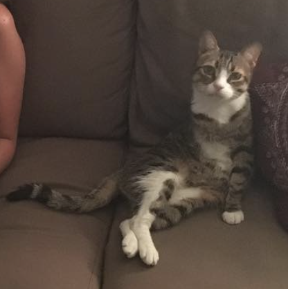 Image of Uc (OOche), Lost Cat