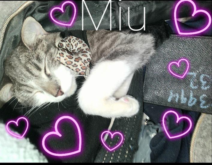 Image of Miu, Lost Cat