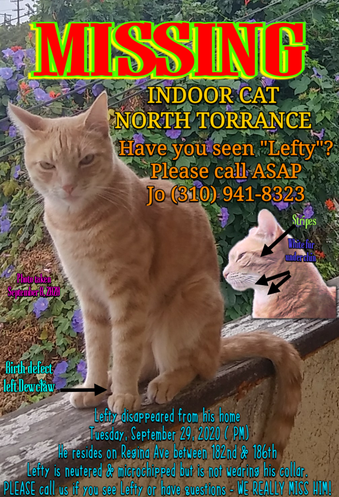Image of LEFTY, Lost Cat