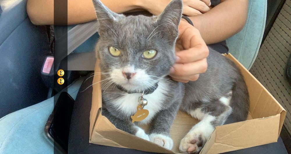 Image of Sgt. figaro, Lost Cat