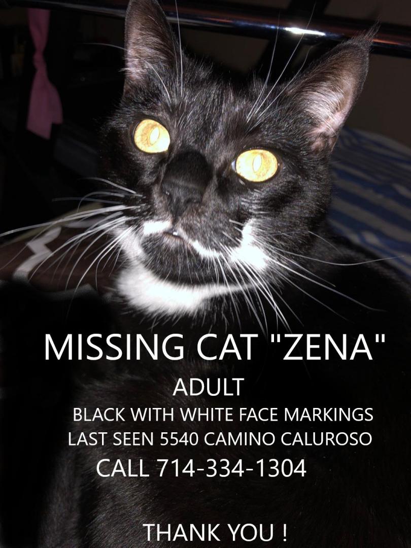 Image of Zena, Lost Cat