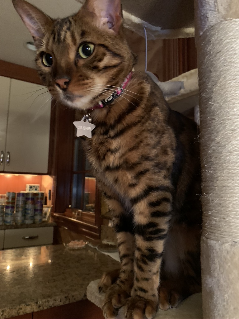Lost Cat Bengal Cat in PHILADELPHIA, PA Lost My Kitty