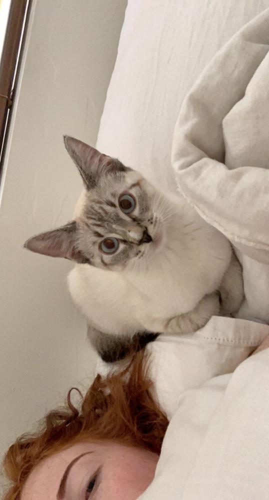 Lost Cat Lynx Point Siamese In Salt Lake City Ut Lost My Kitty