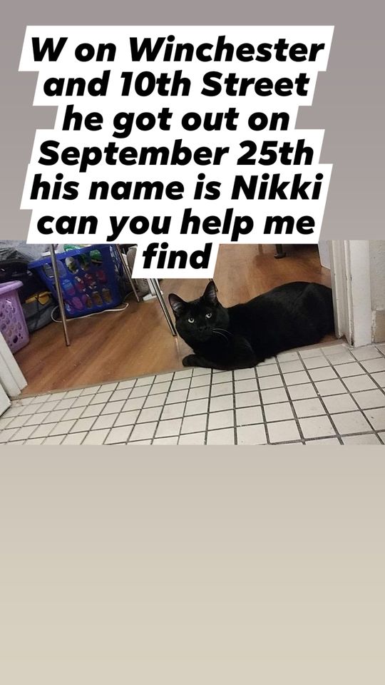 Image of Niki, Lost Cat