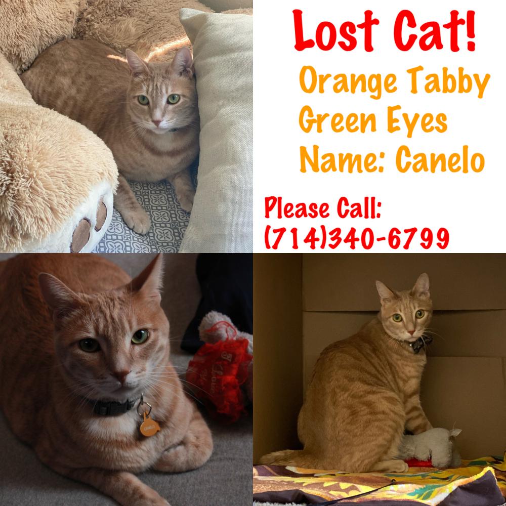Image of Canelo, Lost Cat