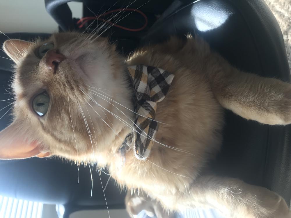 Lost Cat Domestic Medium Hair in SALT LAKE CITY, UT Lost My Kitty