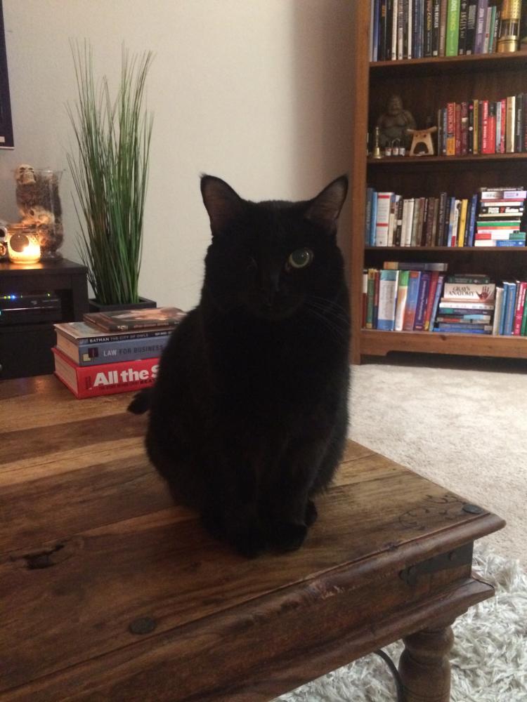Image of Angie, Lost Cat