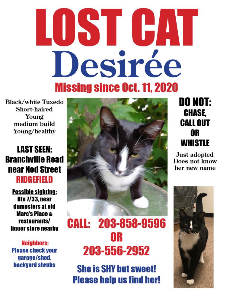 Image of Desiree, Lost Cat