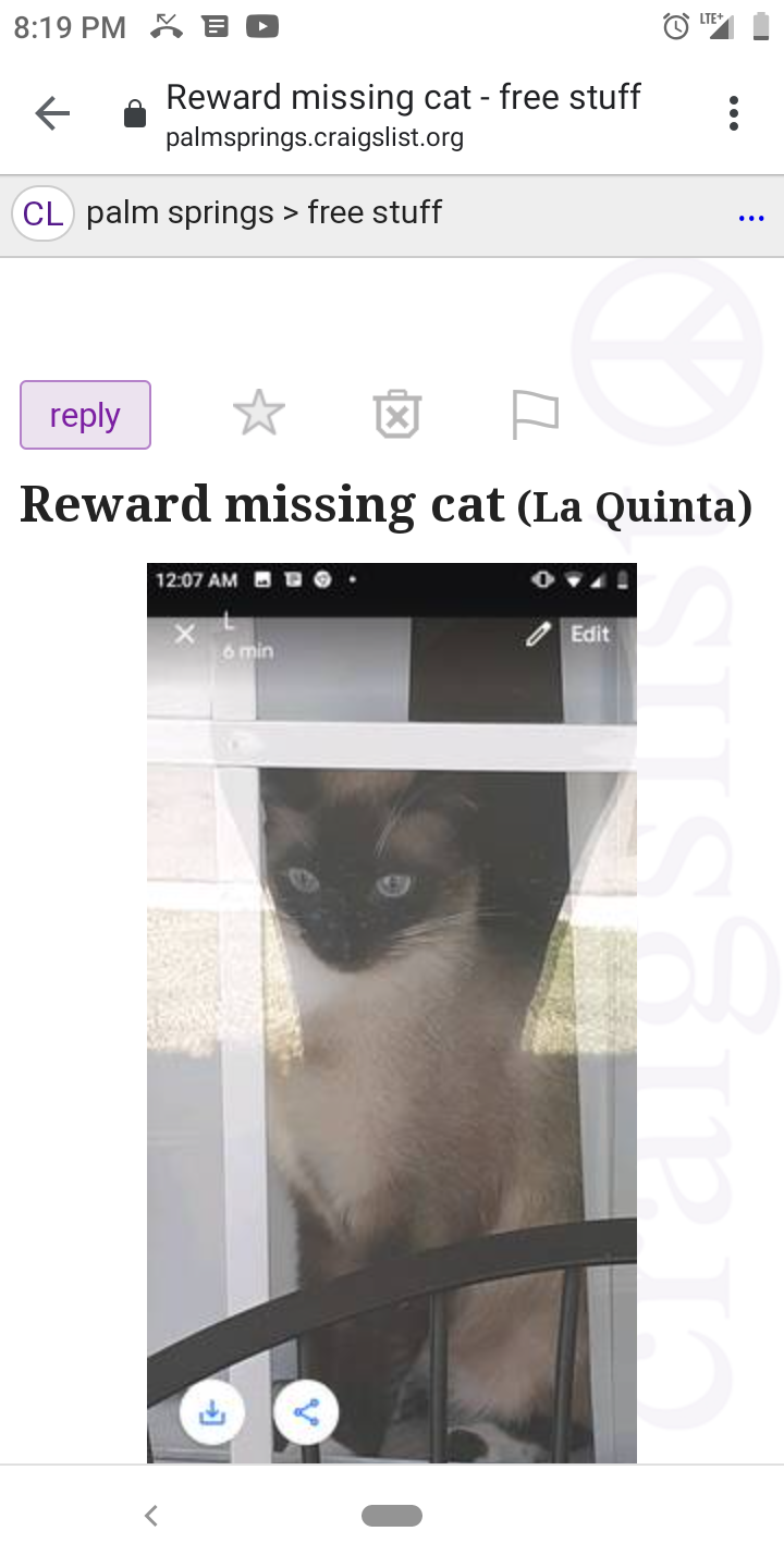 Image of Cleopatra, Lost Cat