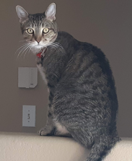 Image of Jake, Lost Cat