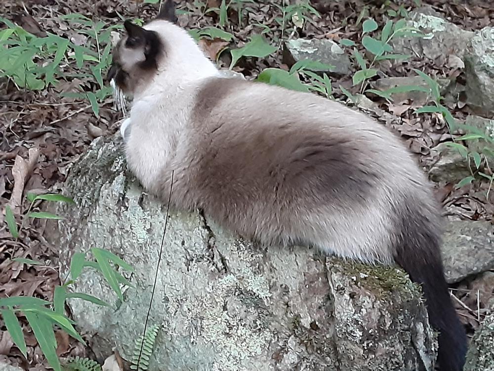 Lost Cat Siamese in RALEIGH, NC Lost My Kitty