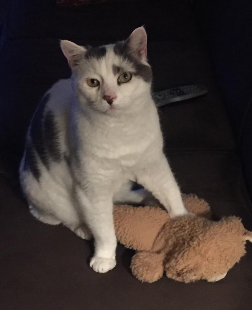Lost Cat Unknown in FREEHOLD, NJ Lost My Kitty